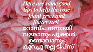 റോസ് ചെടിയിൽ നന്നായി പൂവിടാനും റോസ് ചെടി ബുഷി ആയി വളരാനും ഉള്ള കുറച്ചു മാർഗങ്ങൾ