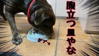 初めての早食い防止皿してみたらそれ以前に問題が色々ある犬　ラブラドールレトリバー