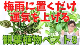 梅雨に置くだけ！運気が上がる観葉植物【最強の8選】