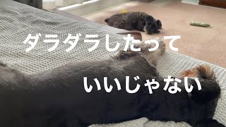 【犬との一人暮らし】何もする気が起きない時はダラダラして元気になろう