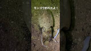 モンゴウイカ簡単に釣れた