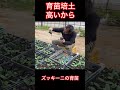 ズッキーニの育苗は培土少なめ 苗作り 家庭菜園