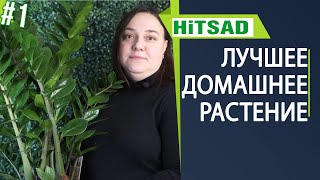 Как ухаживать за замиокулькасом 🌸 Замиокулькас  уход в домашних условиях