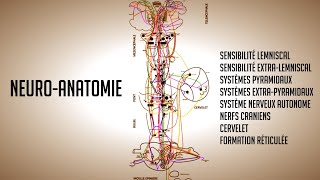 NEURO ANATOMIE : Les faisceaux du système nerveux (Bordeaux Médecine Cerveau Moelle Cervelet)