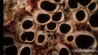 (WARNING GROSS) TRYPOPHOBIA PICTURES (TEST)