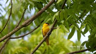 黃鸝孵蛋育雛 / Black-naped Oriole Hatching Eggs