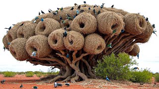 Most Incredible Bird Nests That Redefine Natural Architecture!