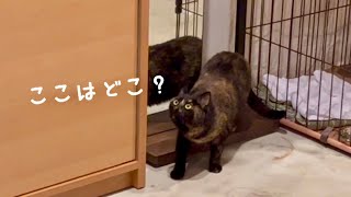 We rescued a tortoiseshell cat that came to our yard every day. #2 | House cat training day 6-11