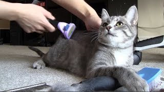 Kitten's First Furminator / 子猫 初めてのファーミネーター