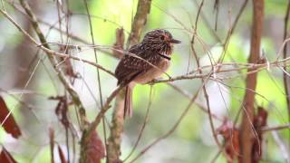 Barbudo rajado(Malacoptila striata) - Crescent-chested Puffbird