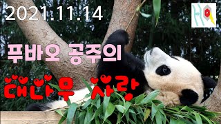 [2021.11.14] 푸바오 공주의 대나무 사랑  FuBao princess Bamboo lover