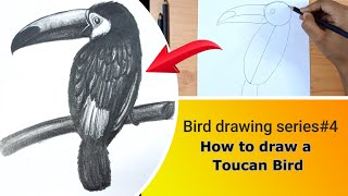 Online classes: How to draw a Toucan Bird/Bird drawing series#4