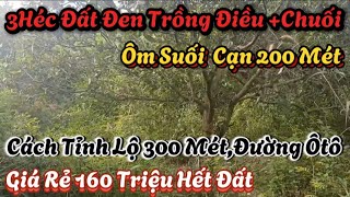 3 Héc Đất Đen Trồng Điều + Chuối Cách Tỉnh Lộ 300 Mét,Đường Ôtô Chỉ Có 160 Hết Đất