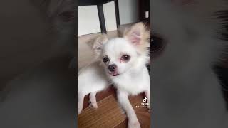 チワワ　ロングコート　ホワイトクリーム　メス　🐶　犬かわいい