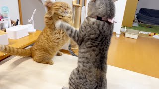 妻と喧嘩してしまったパパ猫は息子に対して八つ当たりを企むが...