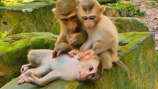 Monkey Sina helps to groom orphan monkeys Binky and Winky they need warm