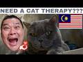 This is a Cat Lover's Guide to Johor Bahru Cat Cafes, Ric Travel Vlog