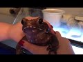 smooth sided toad speaks