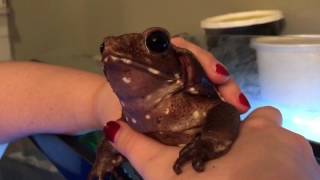 Smooth-Sided Toad Speaks!