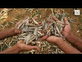 locust attack in india