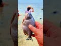 hunting and catching pomfretfish on the beach shorts viralvideo viralshorts