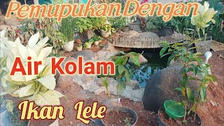 Alternatif Pupuk Dengan Air Kolam Ikan