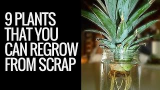 Regrowing plants | 9 plants that you can regrow from kitchen scraps