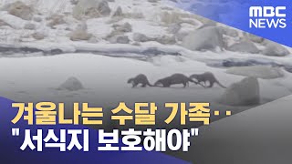 겨울나는 수달 가족‥\