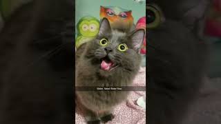 When The Catnip Hits on 4/20! #Shorts