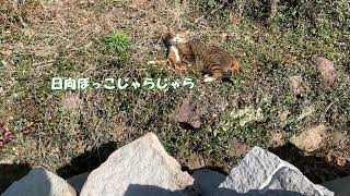 【小梅】日向ぼっこの茂平君と桜な季節を散歩するお菊ちゃん　2022/04/06 Today's cat