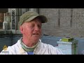 🐝 meet the man who takes care of honeybees on chicago s skyscrapers al jazeera english