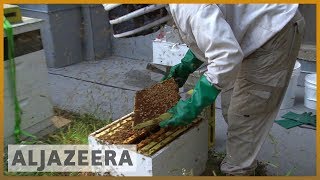 🐝 Meet the man who takes care of honeybees on Chicago's skyscrapers | Al Jazeera English