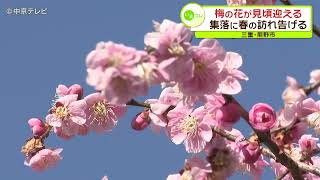 【例年より１週間ほど早く…】梅の花が見頃迎える　山あいの集落に春の訪れ告げる　三重・熊野市