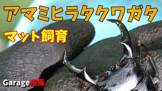 アマミヒラタクワガタ羽化　マットで飼育してみた　#クワガタ