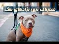 خطرناک ترین نژادهای سگ دردنیا