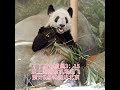 熊猫 yy 我们期待的yy。 要到达北京见他的小邻居萌兰 yy being move from shang hai to beijing by 27 of may panda .