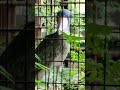 サーナ　ハシビロコウ　上野動物園