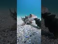 Did you know some sharks lay eggs? a crested horn shark sucking on the egg of a port Jackson shark.