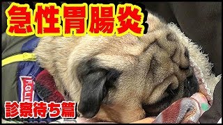 《超ブサかわパグ動画》うちのパグ　愛犬が急性胃腸炎になりました（診察待ち篇）『おまめ日記』病院に行った際、診察までの待ち時間が、すごく長かったので動画のネタにしました。