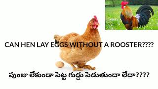 Can HEN lays EGGS without ROOSTERS || పుంజు లేకుండా పెట్ట గుడ్డు పెడుతుందా లేదా? ||Technical Farmers