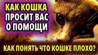 ПРИЗНАКИ - ЧТО КОШКЕ ОЧЕНЬ БОЛЬНО. КАК КОШКА ПРОСИТ ВАС О ПОМОЩИ  - РАСШИФРОВЫВАЕМ \