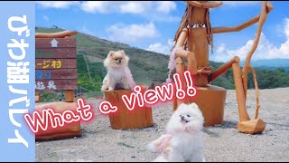 愛犬と旅ログ❤️びわ湖バレイ編/Pomeranians enjoys BIWAKO VALLEY! #43