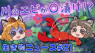 【ゆっくり解説】ザリガニが○漬けで大胆に！？水族館の魚がうつ状態に…新発見のお寿司のサーモン？【生き物ニュース#21】