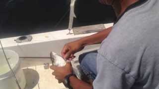 Poplar Island Striper Hunting 20131)