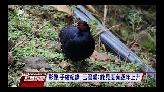 國鳥＂黑長尾雉＂ 玉山國家公園保育有成　20171222 公視晚間新聞