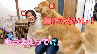 バトルに勝ち続ける姉に対して、どんな手を使ってでもマウントを取りたい大型犬クッキー【ゴールデンレトリバーとミニチュアダックスフンド】