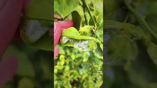 Controlling citrus leafminer.      Part 1. #citrustree