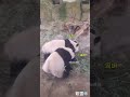 两颗熊猫蛋 大熊猫润玥 大熊猫艾玖 大熊猫 panda