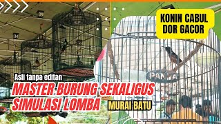 KONIN CABUL GACOR ⁉️ MASTERAN PLUS SIMULASI LOMBA BURUNG MURAI BATU @BangKonin#shorts #konin #birds