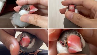 顔を触られた瞬間気持ちよさそうな表情になる文鳥まとめ　java sparrow